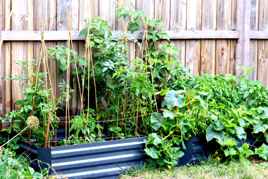 Image shows a backyard veggie garden. There are two raised charcoal coloured metal garden beds. They are set against a tall timber paling fence, there are raspberries growing against the fence. There is a small amount of grass in the foreground. The beds are full of vibrant green vegetables. There are tomatoes held up with bamboo canes, basil, and cucumber plants spilling over onto the grass.