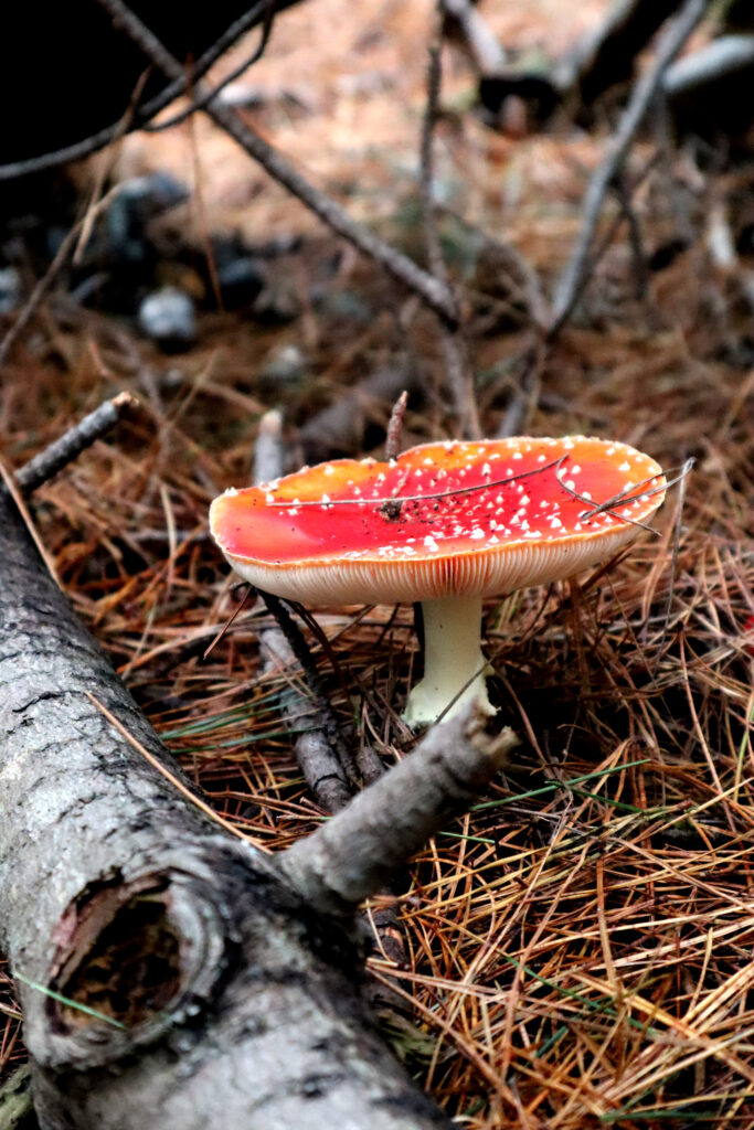 Image shows an Amanita Muscaria mushroom growing on the forest floor. The top of the mushroom is bright red, it is covered with small white spikes. The srem and gills are a creamy white. The mushroom is nestled amongst fallen pine branches and decaying brown pine needles.