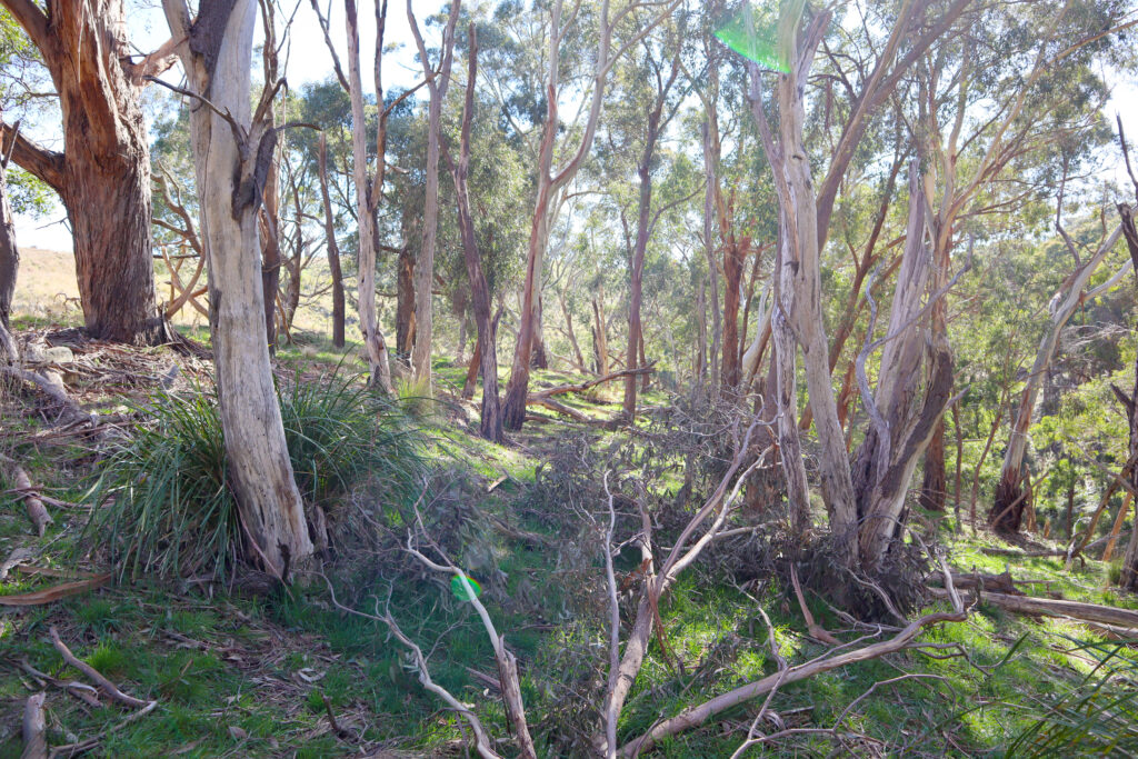 image shows Australian bushland. Native eucalypts stretch to the sky. The ground is covered in green grass and there are green lens flares from the bright sunshine. The image evokes a feeling of peace and belonging.