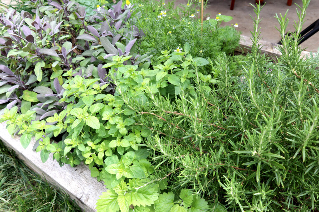 A vibrant and thriving herb garden. The herbs are growing in a sustainable recycled timber raised garden bed. Herbs include rosemary, catnip, wild oregano, chamomile, purple sage and broad leaf plantain.