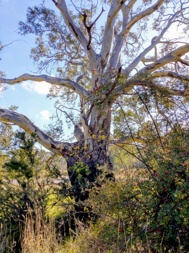 Image shows a beautiful and ancient river redgum tree stretching up into the pale blue sky. In front of the tree are native australian shrubs and a dog rose bush covered in bright red rose hips. There is a soft, hazy golden light around the tree.