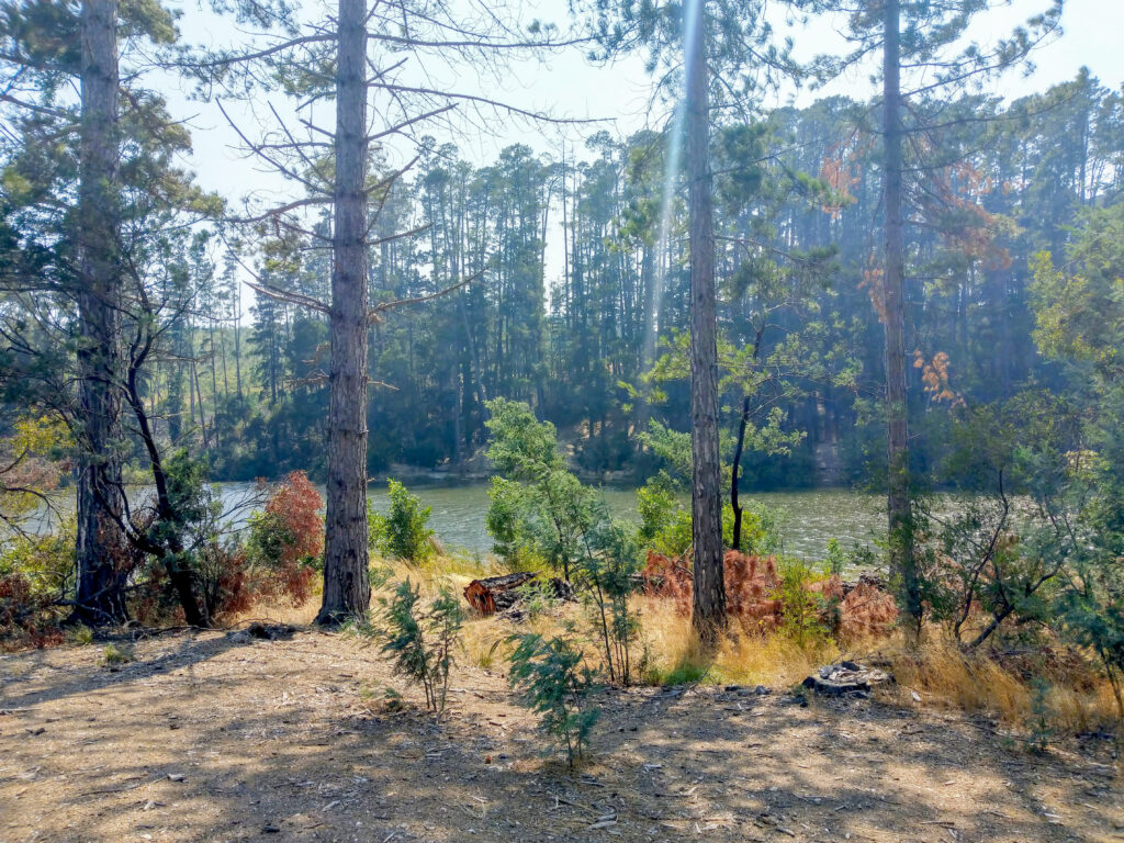 Image of a peaceful lake with a tree lined shore. There is a combination of pine trees and native australian shrubs. There is a soft haze in the air and a lens flare from the bright sunlight. Time in nature is one of the most effective grounding techniques.