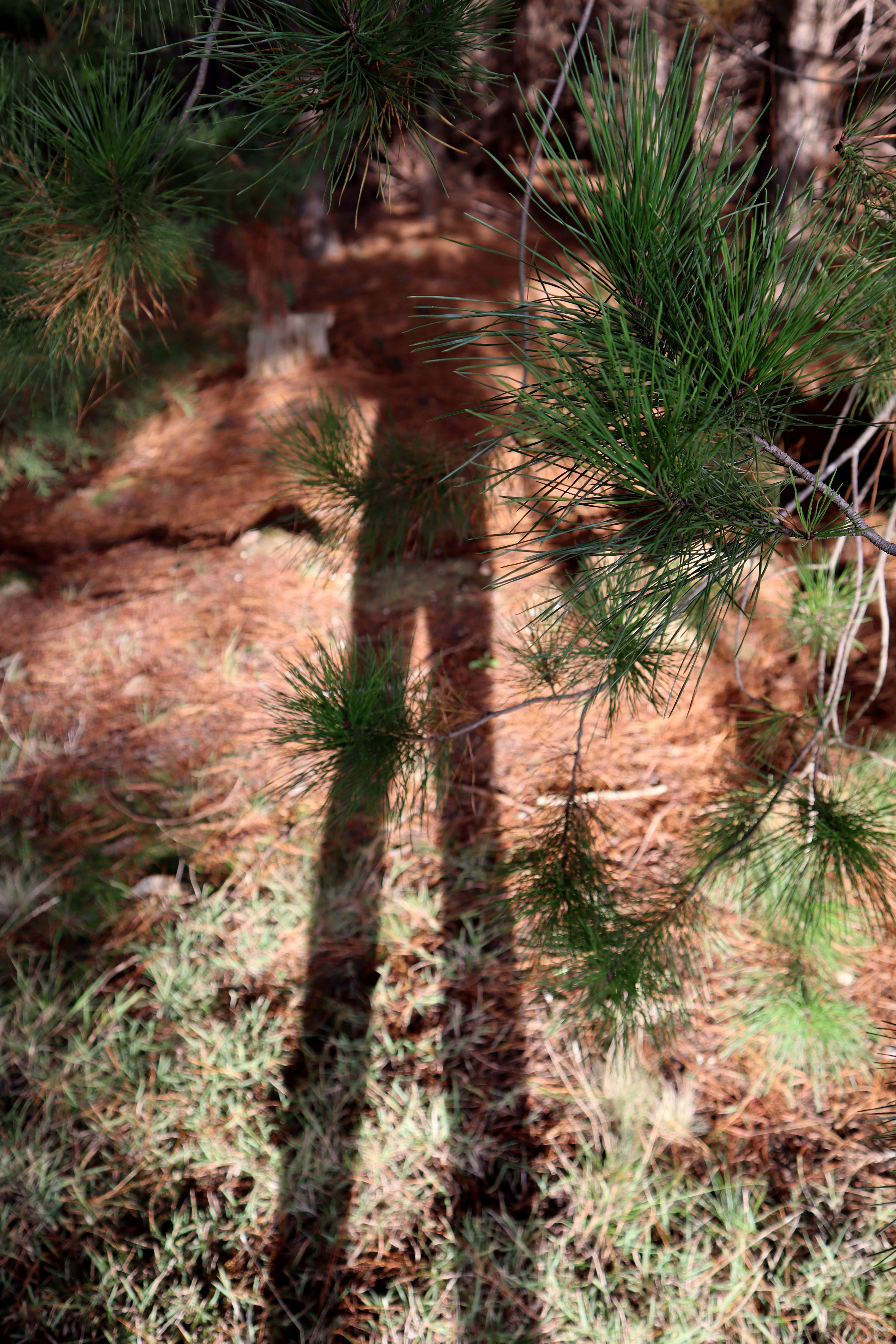 In the foreground are tree branches covered in pine needles. In the background is a human shadow projected onto the forest floor.