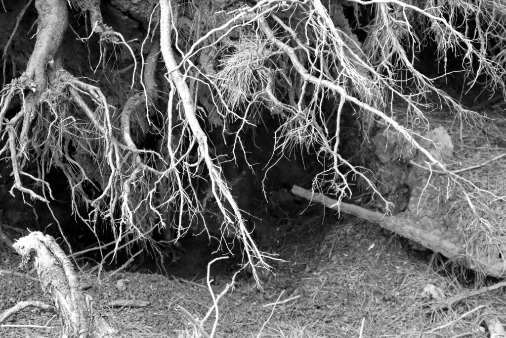 Black and white image of a creepy dark hollow under the roots of a fallen tree. The roots are twisted and branching. The image symbolises facing your fears and journeying into your own inner darkness.