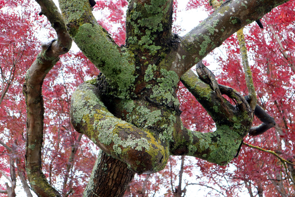 A gnarled, knotted old Ash tree trunk. It is covered in lichens. In the background are vivid red Autumn leaves which belong to the tree.