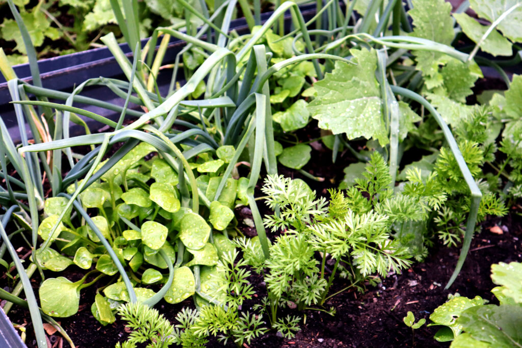 Image shows a veggie garden in a charcoal coloured raised metal garden bed. In the garden bed there are spring onions, carrot tops, radish greens, and miners lettuce.